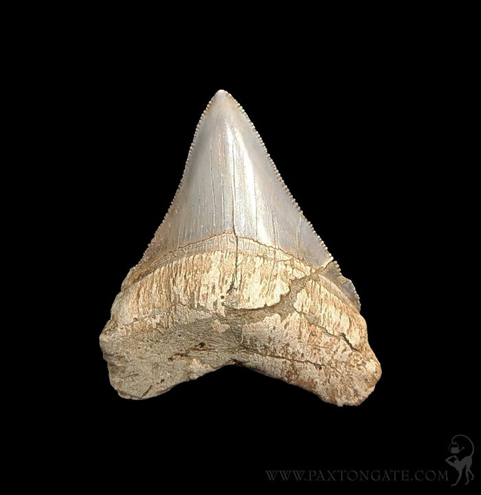 Small Megalodon Tooth-Fossils-Steve''s Fossil Shark Teet-PaxtonGate