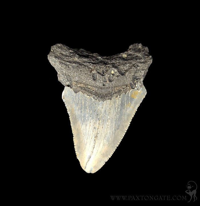 Small Megalodon Tooth-Fossils-Steve''s Fossil Shark Teet-PaxtonGate
