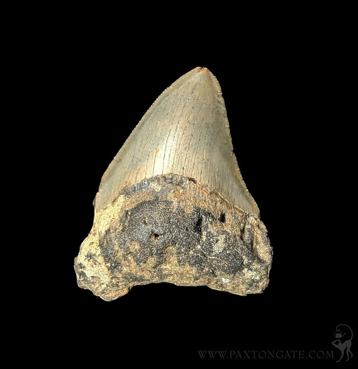 Small Megalodon Tooth-Fossils-Steve''s Fossil Shark Teet-PaxtonGate