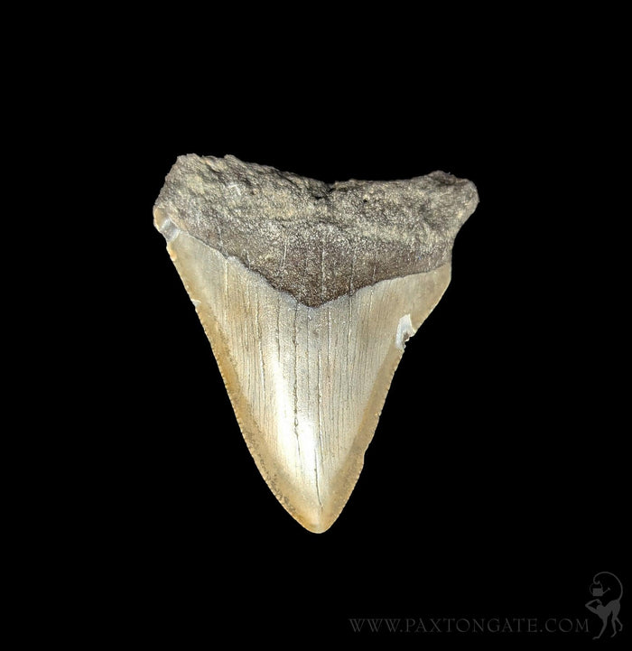 Small Megalodon Tooth-Fossils-Steve''s Fossil Shark Teet-PaxtonGate