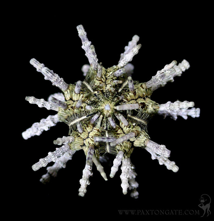 Sputnik Sea Urchin