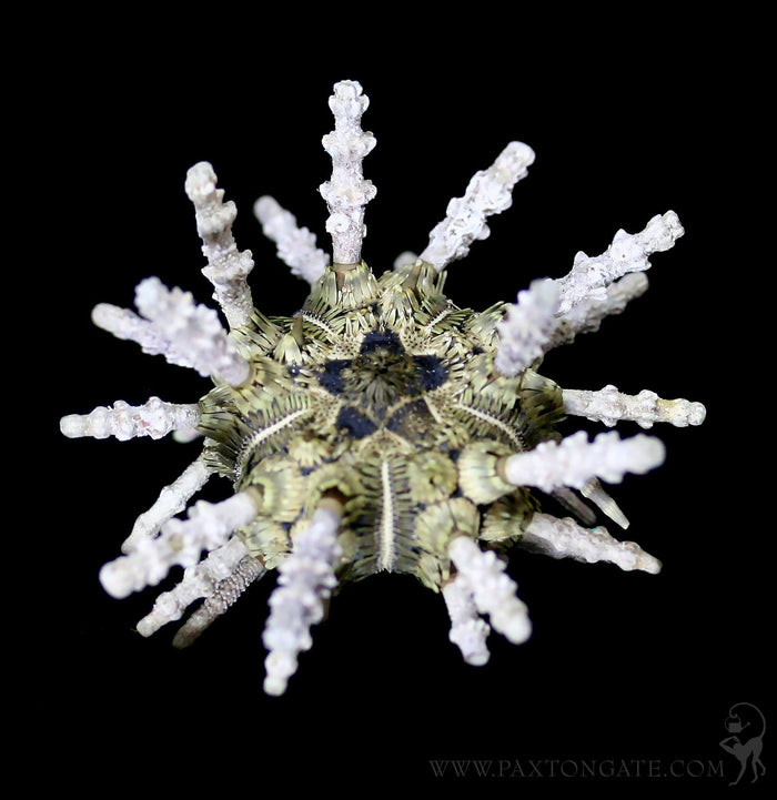 Sputnik Sea Urchin