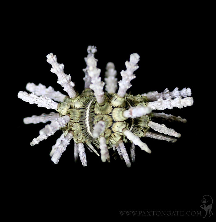 Sputnik Sea Urchin