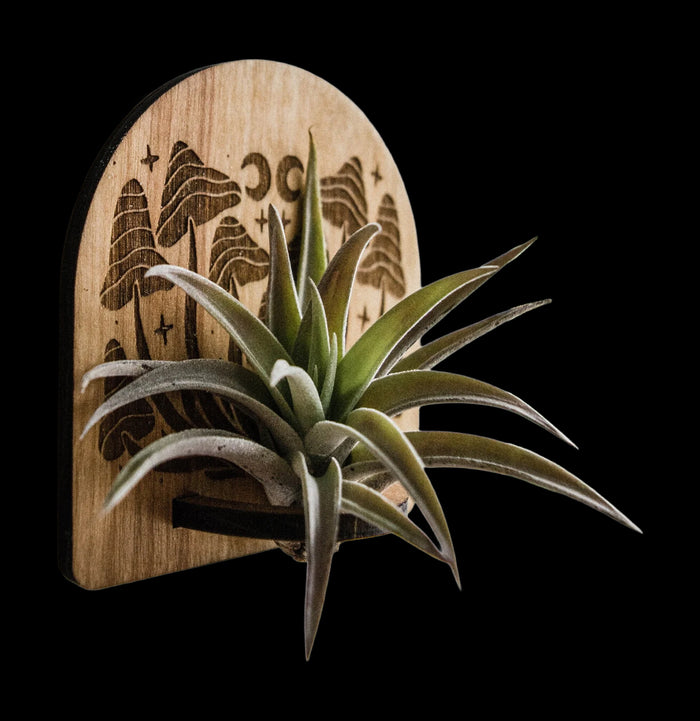 Sun, Moon, Stars & Ferns Airplant Holder Magnet-Decor-HEX Botanical-PaxtonGate