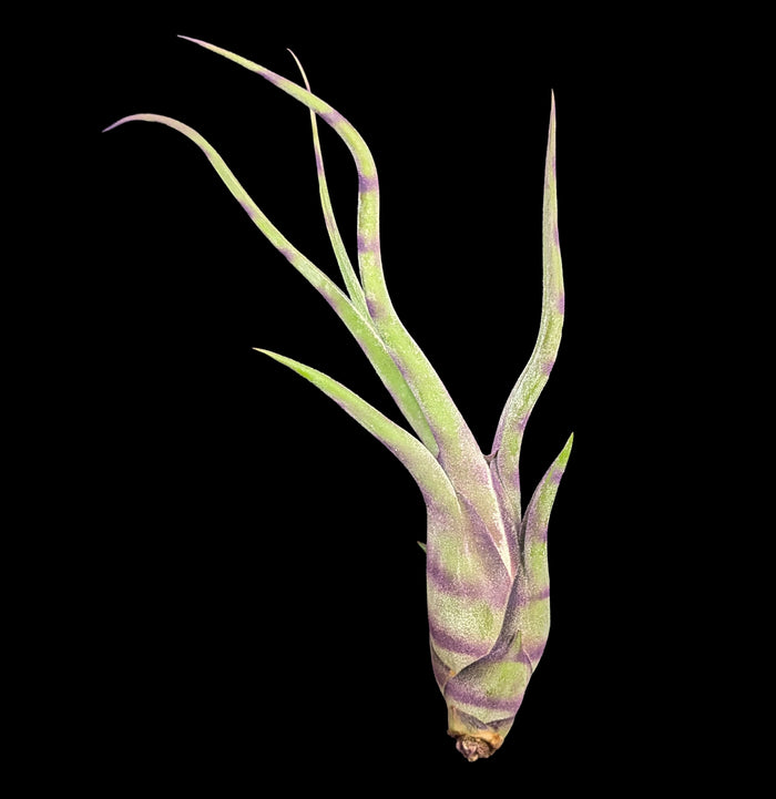 Tillandsia Caput Striped Purple-Plants-Plantaflor USA, Inc.-PaxtonGate