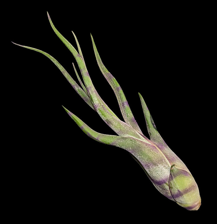 Tillandsia Caput Striped Purple-Plants-Plantaflor USA, Inc.-PaxtonGate