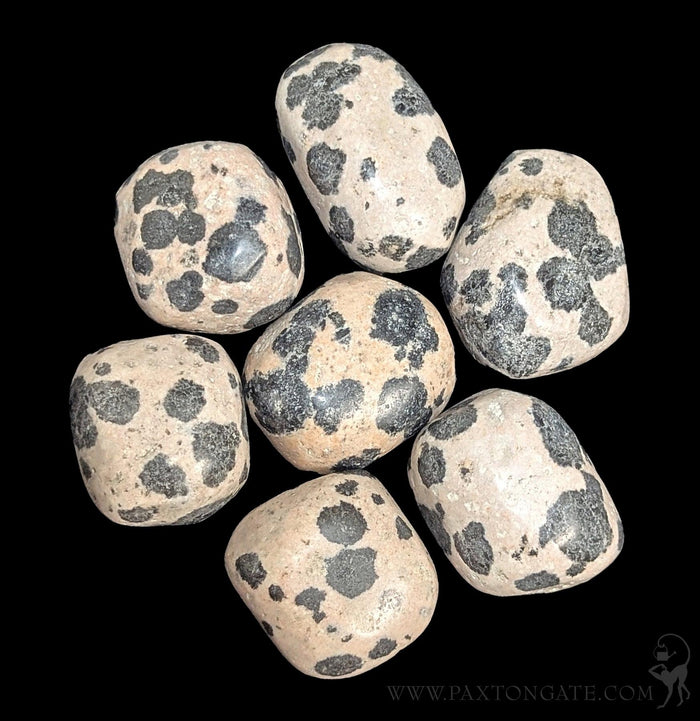 Tumbled Dalmatite Jasper Stone-Minerals-Peru Minerals-PaxtonGate