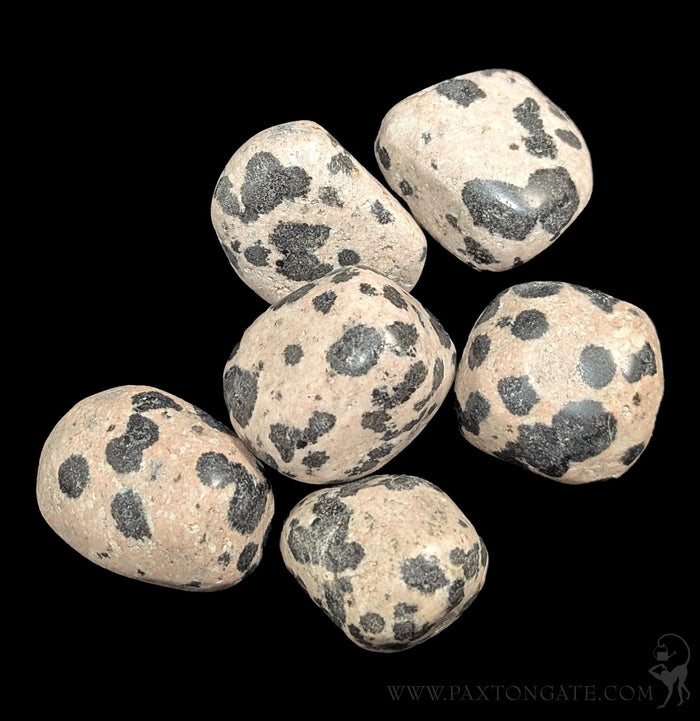Tumbled Dalmatite Jasper Stone-Minerals-Peru Minerals-PaxtonGate
