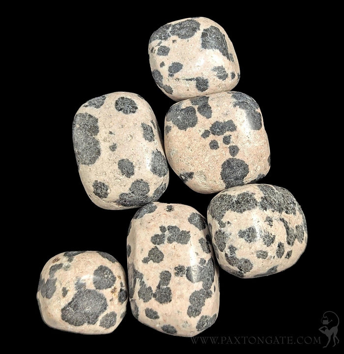 Tumbled Dalmatite Jasper Stone-Minerals-Peru Minerals-PaxtonGate